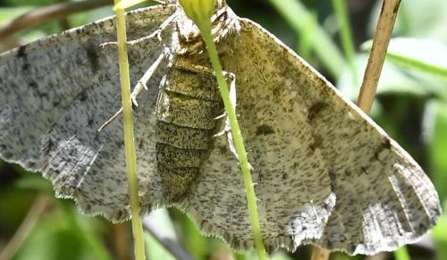 Réf. 357 250 : Hypomecis punctinalis